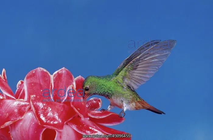 : Rufous-tailed Hummingbird at flower : Rufous-tailed Hummingbird at flower