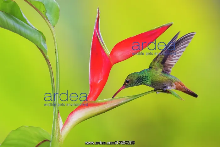 : Rufous-tailed hummingbird getting nectar from a : Rufous-tailed hummingbird getting nectar from a