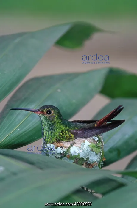 : Rufous-tailed Hummingbird on nest : Rufous-tailed Hummingbird on nest