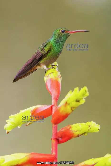  : Rufous-tailed hummingbird perched on a heliconia