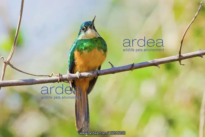 : Rufous-tailed Jacamar : Rufous-tailed Jacamar