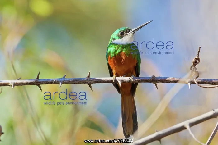 : Rufous-tailed Jacamar : Rufous-tailed Jacamar