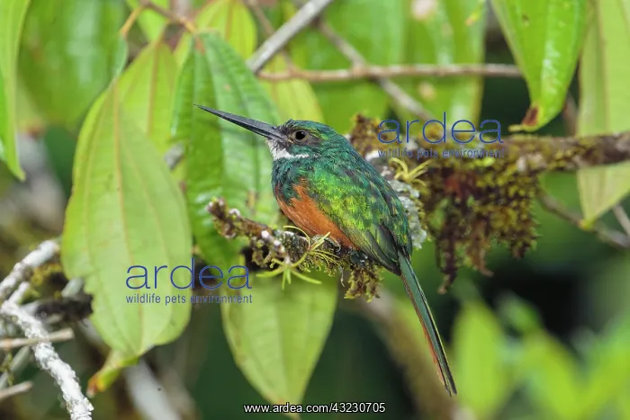 : Rufous-tailed jacamar Galbula ruficauda male Found i : Rufous-tailed jacamar Galbula ruficauda male Found i