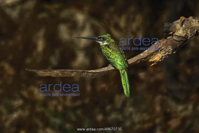 : Rufous-tailed jacamar, Mato Grosso, Pantanal, Brazil, South : Rufous-tailed jacamar, Mato Grosso, Pantanal, Brazil, South