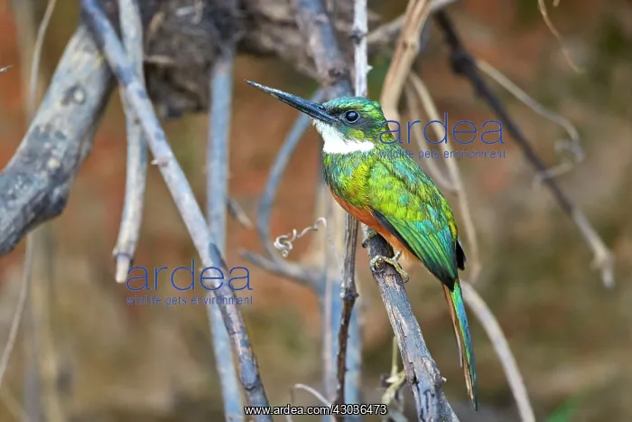 : Rufous-tailed Jacamar Pantanal area Mato Grosso : Rufous-tailed Jacamar Pantanal area Mato Grosso