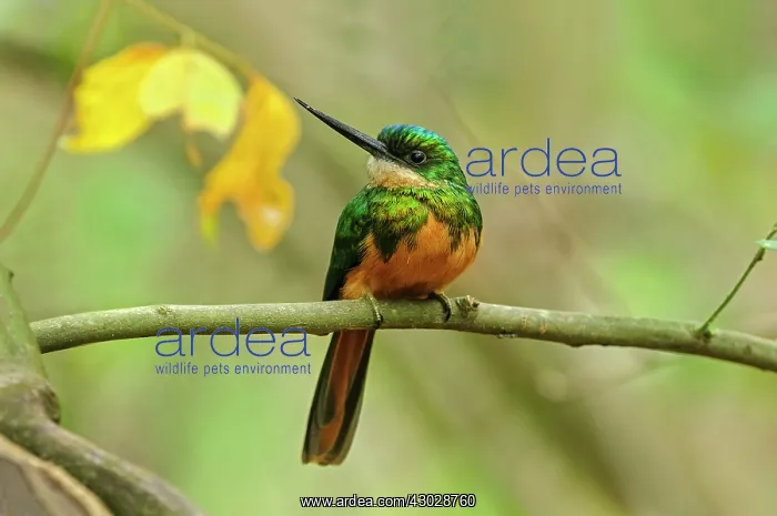 : Rufous-tailed Jacamar, Pantanal Wetlands, Mato Grosso : Rufous-tailed Jacamar, Pantanal Wetlands, Mato Grosso