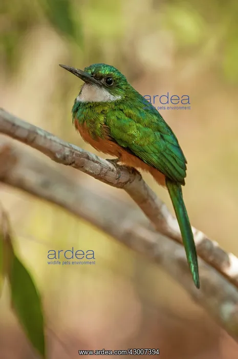 : Rufous-tailed Jacamar portrait perched on branch : Rufous-tailed Jacamar portrait perched on branch