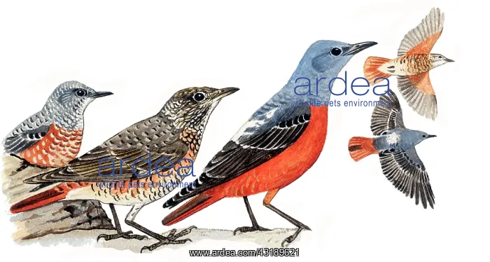 : Rufous-tailed Rock-Thrush : Rufous-tailed Rock-Thrush