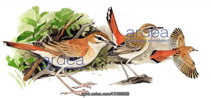 : Rufous-tailed Scrub-Robin : Rufous-tailed Scrub-Robin