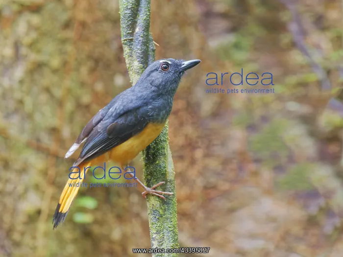 : Rufous Tailed Shama Trichixos pyrropygus Sabah : Rufous Tailed Shama Trichixos pyrropygus Sabah