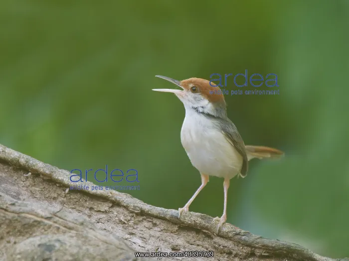 : Rufous Tailed Tailorbird Orthotomus sericeus Sab : Rufous Tailed Tailorbird Orthotomus sericeus Sab