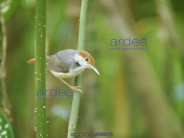 : Rufous Tailed Tailorbird Orthotomus sericeus Sab : Rufous Tailed Tailorbird Orthotomus sericeus Sab