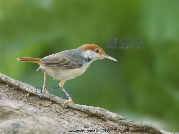 : Rufous Tailed Tailorbird Orthotomus sericeus Sab : Rufous Tailed Tailorbird Orthotomus sericeus Sab