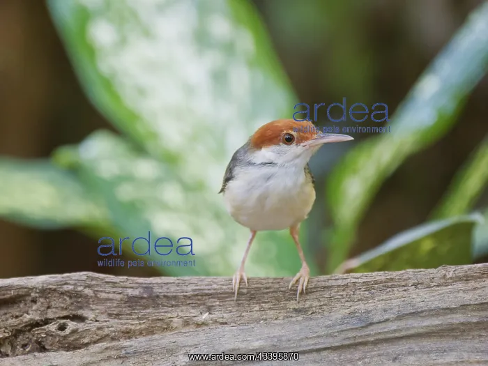 : Rufous Tailed Tailorbird Orthotomus sericeus Sab : Rufous Tailed Tailorbird Orthotomus sericeus Sab