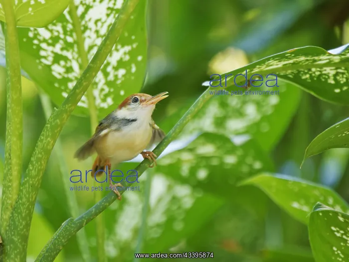 : Rufous Tailed Tailorbird Orthotomus sericeus Sab : Rufous Tailed Tailorbird Orthotomus sericeus Sab