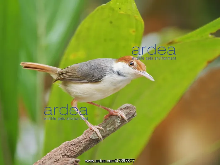 : Rufous Tailed Tailorbird Orthotomus sericeus Sab : Rufous Tailed Tailorbird Orthotomus sericeus Sab