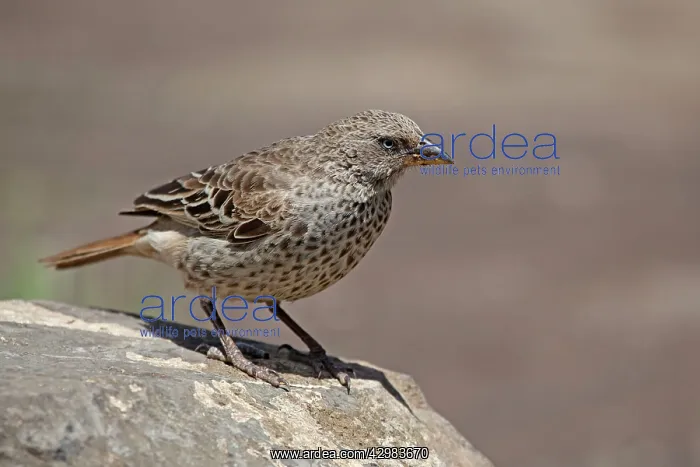 : Rufous-tailed Weaver : Rufous-tailed Weaver