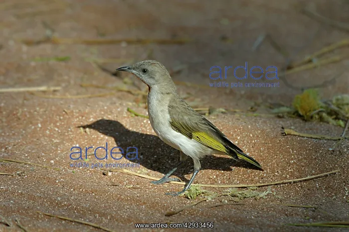 : Rufous-throated Honeyeater : Rufous-throated Honeyeater