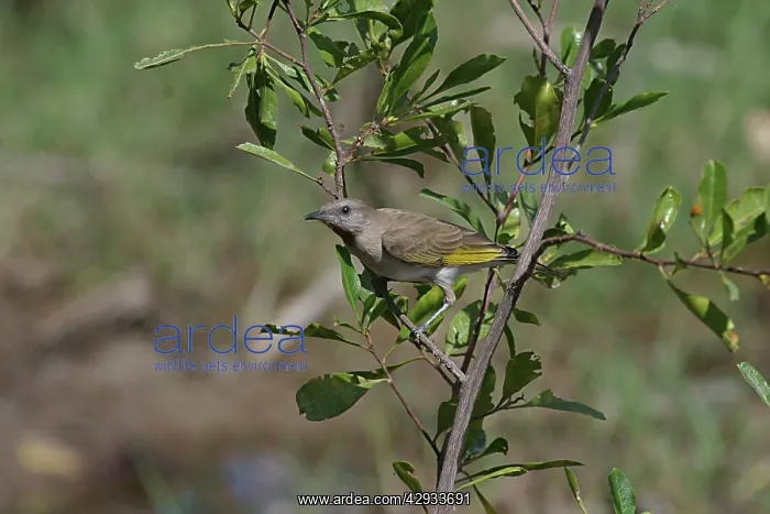 : Rufous-throated Honeyeater : Rufous-throated Honeyeater