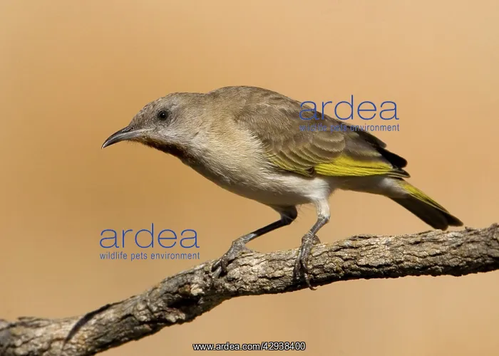 : Rufous-throated Honeyeater - at an overflowing cattle trough : Rufous-throated Honeyeater - at an overflowing cattle trough