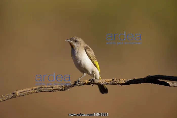 : Rufous-throated Honeyeater - perched at dawn : Rufous-throated Honeyeater - perched at dawn