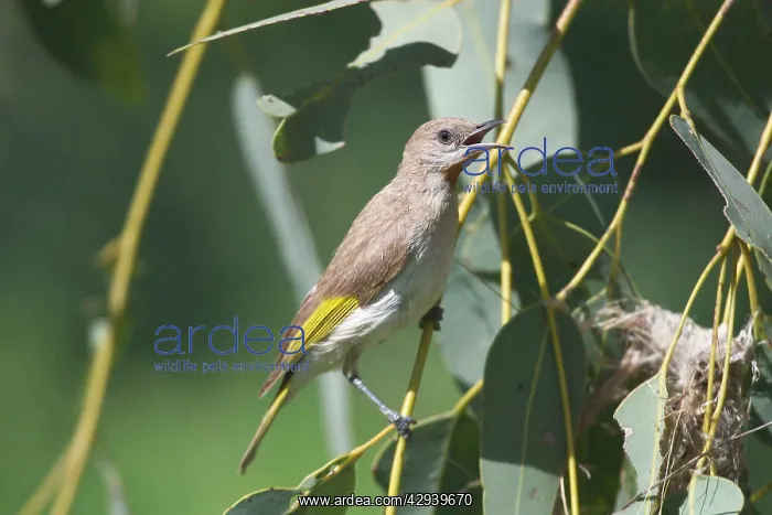 : Rufous-throated Honeyeater - Singing near nest : Rufous-throated Honeyeater - Singing near nest