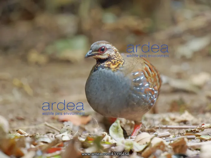 : Rufous Throated Partridge Arborophila rufogularis : Rufous Throated Partridge Arborophila rufogularis
