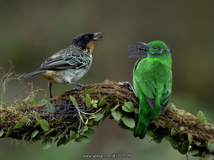 : Rufous-throated Tanager (Tangara rufigula) confr : Rufous-throated Tanager (Tangara rufigula) confr