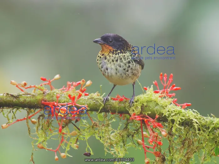 : Rufous Throated Tanager Tangara rufigula Ecuador : Rufous Throated Tanager Tangara rufigula Ecuador