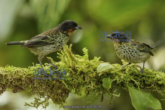 : Rufous-throated Tanager (Tangara rufigula) perched on a branch in the Andes mountains of Colombia : Rufous-throated Tanager (Tangara rufigula) perched on a branch in the Andes mountains of Colombia
