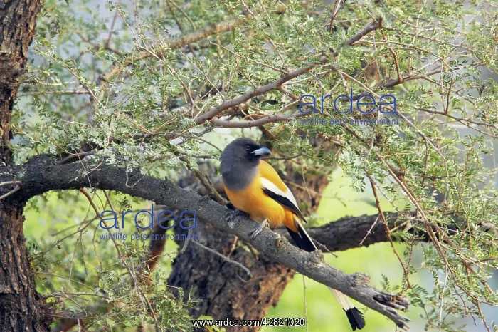 : Rufous Treepie : Rufous Treepie