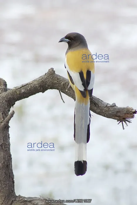 : Rufous Treepie : Rufous Treepie