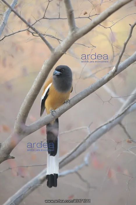 : Rufous Treepie : Rufous Treepie