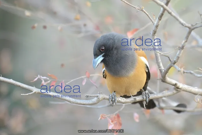 : Rufous Treepie : Rufous Treepie