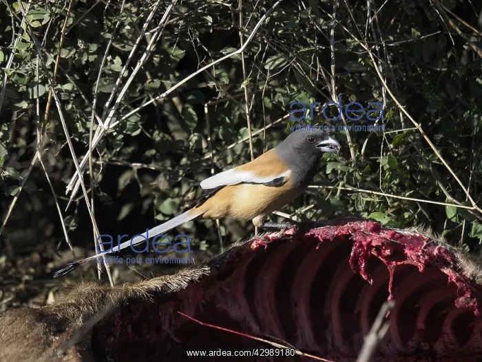  : Rufous Treepie - feeding on Nilgai carcus Dendrocitta