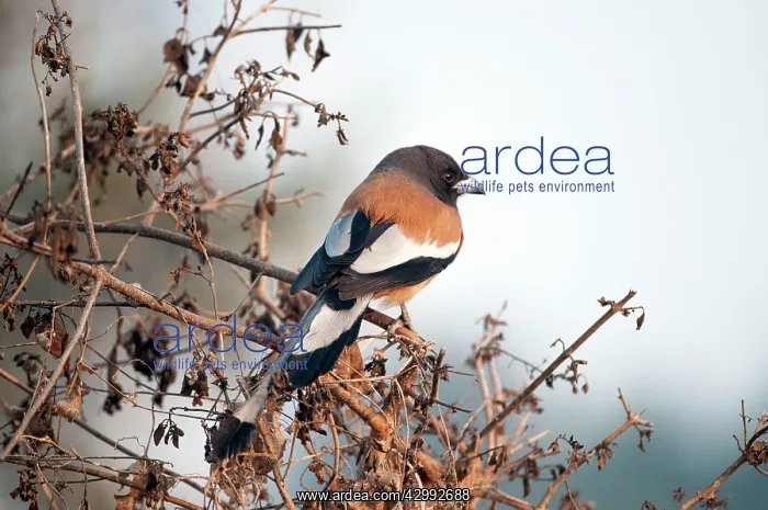 : Rufous treepie - perched on bush : Rufous treepie - perched on bush