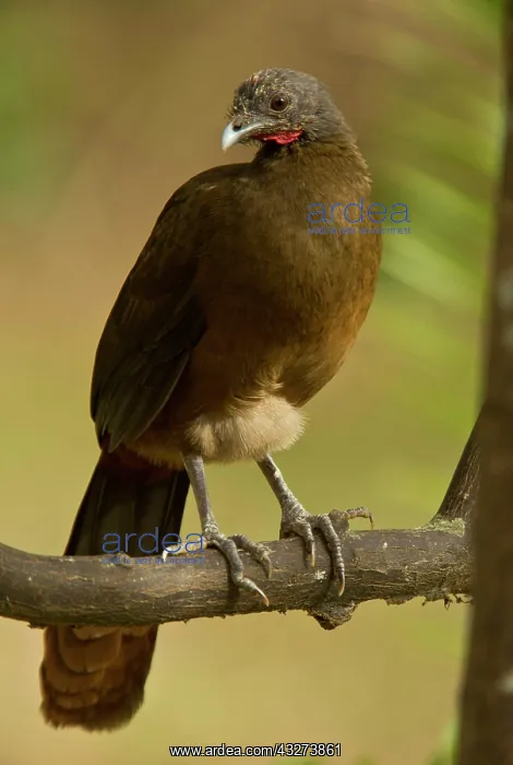 : Rufous-vented Chachalaca (Ortalis ruficauda ruficauda) : Rufous-vented Chachalaca (Ortalis ruficauda ruficauda)