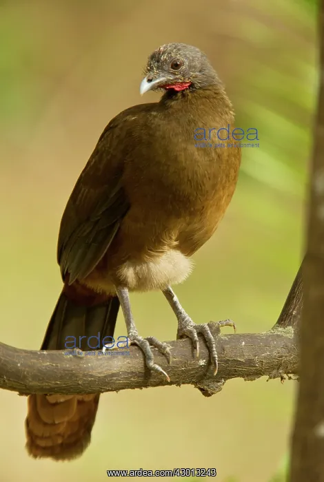 : Rufous-vented Chachalaca perched on tree branch Tobago : Rufous-vented Chachalaca perched on tree branch Tobago
