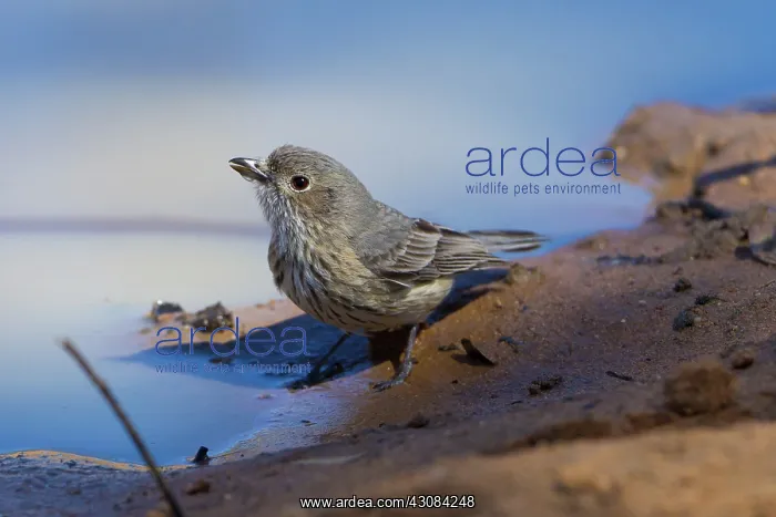 : Rufous Whistler : Rufous Whistler