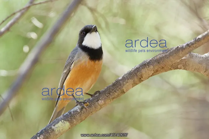 : Rufous Whistler : Rufous Whistler