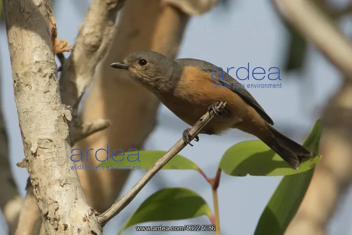 : Rufous Whistler A female perched on a branch in woodla : Rufous Whistler A female perched on a branch in woodla
