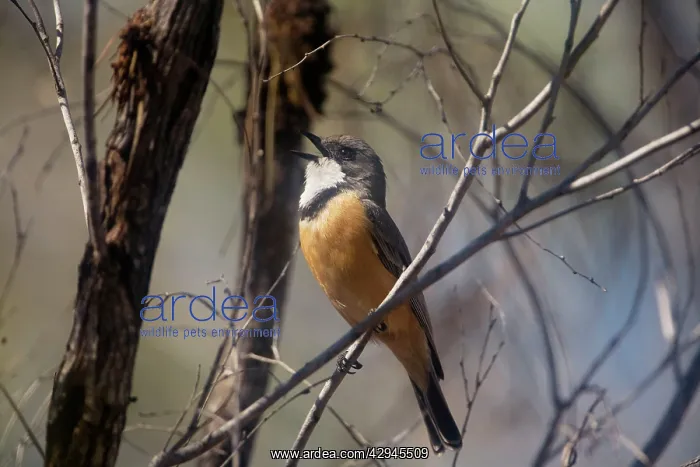  : Rufous Whistler male - singing