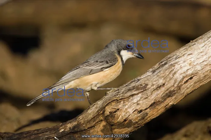 : Rufous Whistler - at an overflowing cattle trough : Rufous Whistler - at an overflowing cattle trough