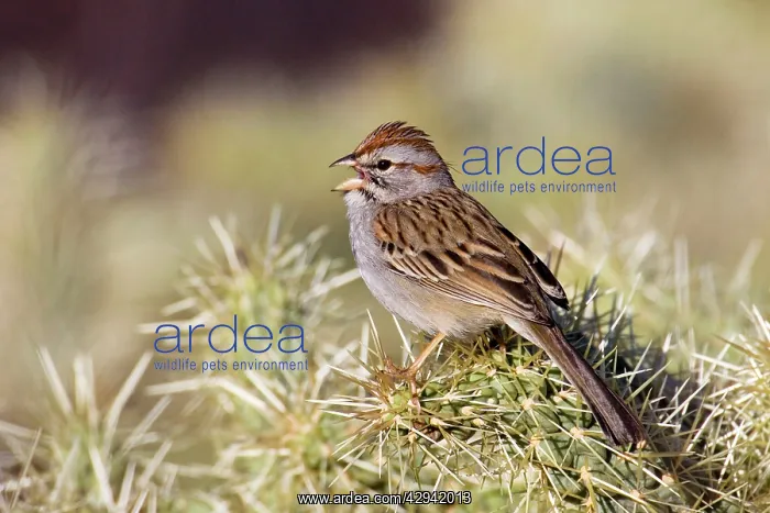 : Rufous-winged Sparrow : Rufous-winged Sparrow