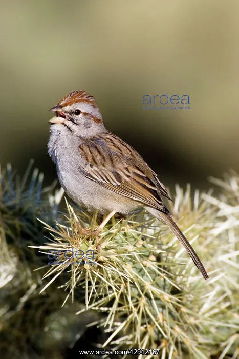 : Rufous-winged Sparrow : Rufous-winged Sparrow