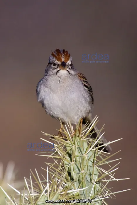 : Rufous-winged Sparrow : Rufous-winged Sparrow