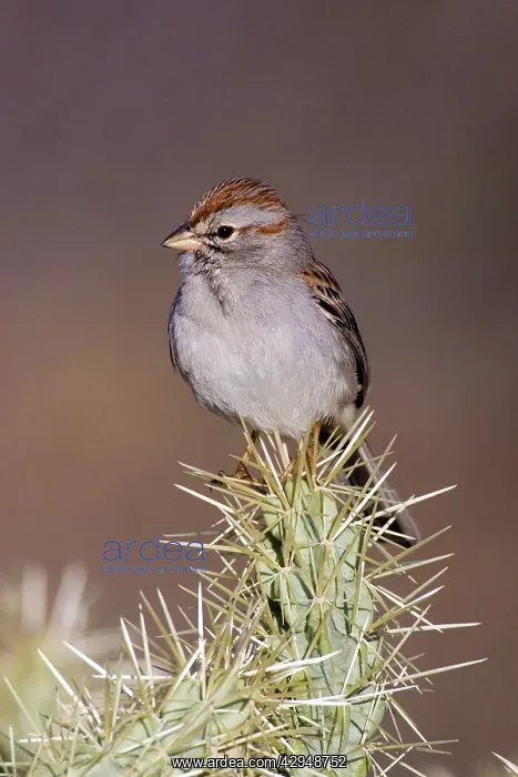 : Rufous-winged Sparrow : Rufous-winged Sparrow