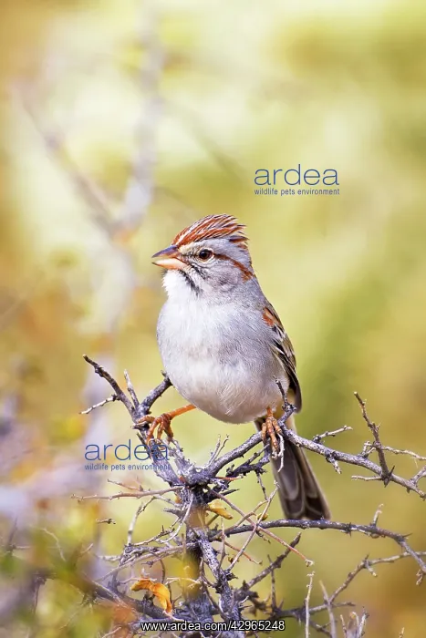 : Rufous-winged Sparrow : Rufous-winged Sparrow