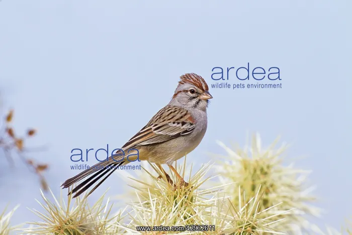 : Rufous-winged Sparrow - January : Rufous-winged Sparrow - January