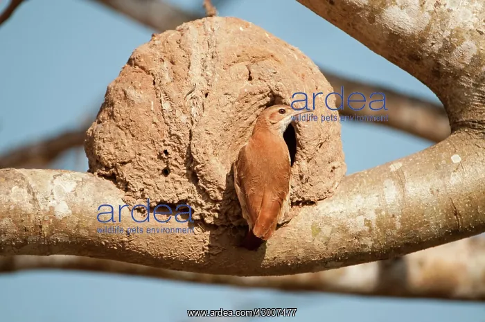 : Rufus Hornero at entrance to nest : Rufus Hornero at entrance to nest